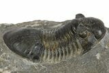 Paralejurus Trilobite Fossil - Ofaten, Morocco #345182-1